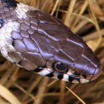 Grass snake